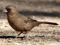 (Abert's Towhee) profile