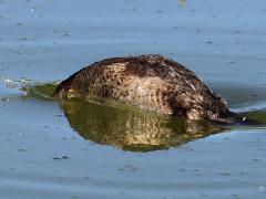 (Ruddy Duck) female dives
