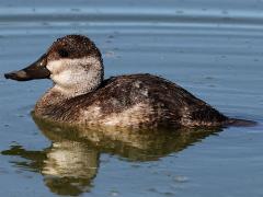 (Ruddy Duck) female swimming