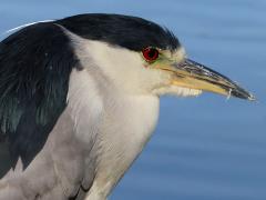 (Black-crowned Night-Heron) bust