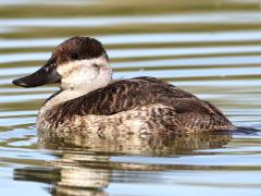 (Ruddy Duck) female profile