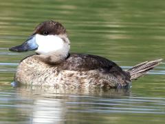 (Ruddy Duck) male lateral