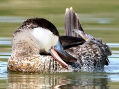 (Ruddy Duck) male preening
