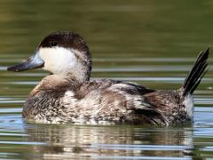 (Ruddy Duck) male profile