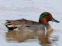 (Green-winged Teal) male swimming