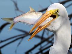(Great Egret) swallows Threadfin Shad