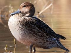 (Northern Pintail) female basking