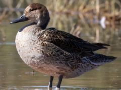 (Northern Pintail) female standing