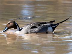 (Northern Pintail) male dabbling