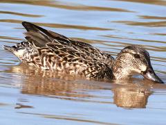 (Green-winged Teal) female dabbling