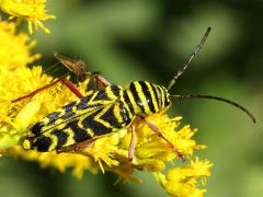 (Locust Borer) dorsal
