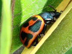 (Swamp Milkweed Leaf Beetle) hiding