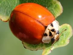 (Asian Lady Beetle) spotless