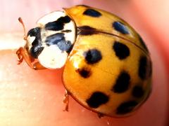 (Asian Lady Beetle) lateral