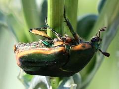 (Green June Beetle) crawling