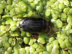 (Lesser Duckweed) Diving Beetle on Lesser Duckweed