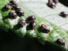 (Tibialis Marsh Beetle) group
