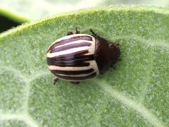 (Ragweed Leaf Beetle) dorsal