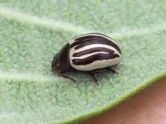 (Ragweed Leaf Beetle) lateral