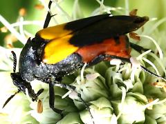 (Wedge-shaped Beetle) female on Rattlesnake Master