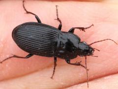 (Blackclock Ground Beetle) dorsal