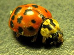 (Asian Lady Beetle) dorsal