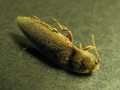 (Melanotus Click Beetle) dorsal