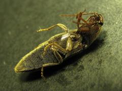 (Melanotus Click Beetle) ventral