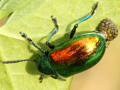 (Dogbane Beetle) female eggs