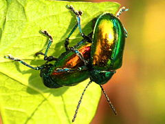 (Dogbane Beetle) mating