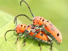 (Red Milkweed Beetle) mating
