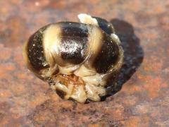 (Phengodes Glowworm Beetle) larva ball