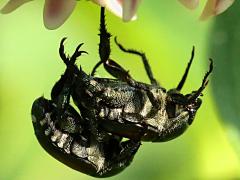 (Japanese Beetle) mating