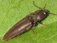 (Melanotus Click Beetle) basking
