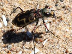(Hairy-necked Tiger Beetle) female