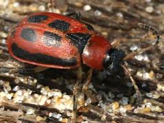 (Bean Leaf Beetle) red
