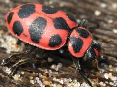 (Spotted Pink Ladybeetle) dorsal