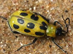 (Spotted Cucumber Beetle) dorsal