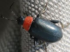 (Spinach Flea Beetle) dorsal