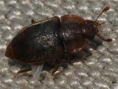 (Epuraea Sap-feeding Beetle) dorsal