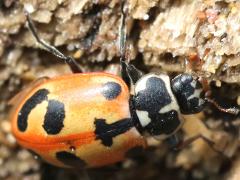 (Parenthesis Lady Beetle) dorsal