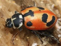 (Parenthesis Lady Beetle) lateral