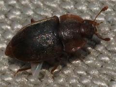 (Nitidulini Sap-feeding Beetle) dorsal