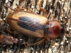 (Leconte's Seedcorn Beetle) dorsal