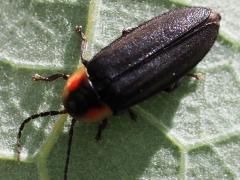 (Pyropyga Firefly) dorsal