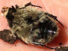 (Bumble Flower Beetle) ventral
