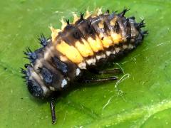 (Swamp White Oak) Asian Lady Beetle larva on Swamp White Oak