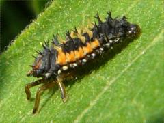 (Asian Lady Beetle) larva on Common Milkweed