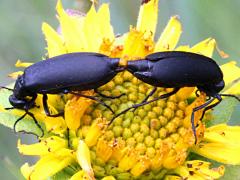 (Black Blister Beetle) mating