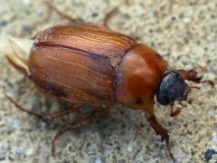(May Beetle) dorsal